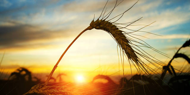 CISL - Nat Cap - wheat - BANNER