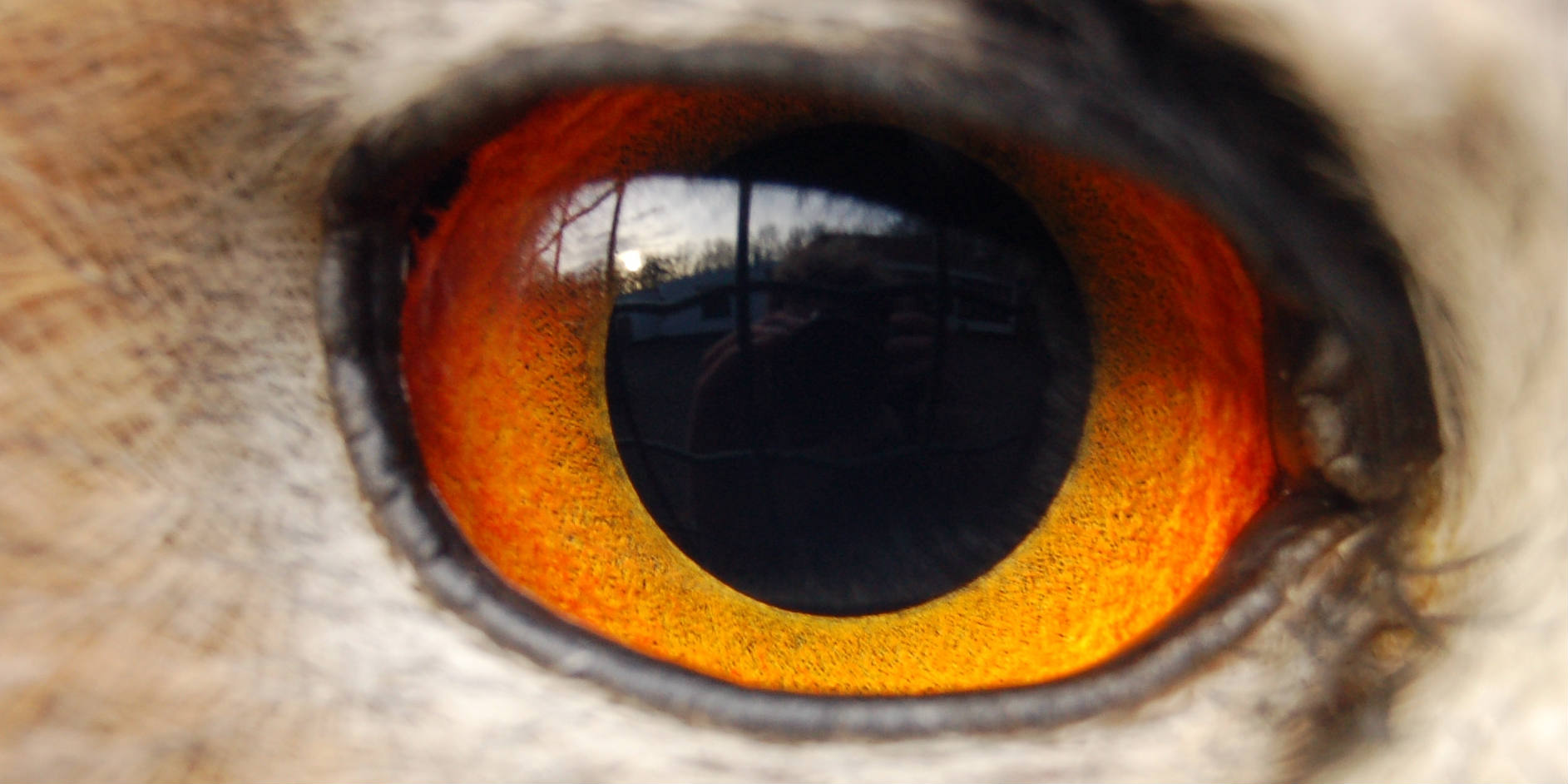 Eagle owl eye - photo 2