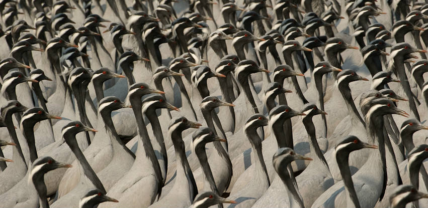 Kalyan varma - demoiselle cranes - banner