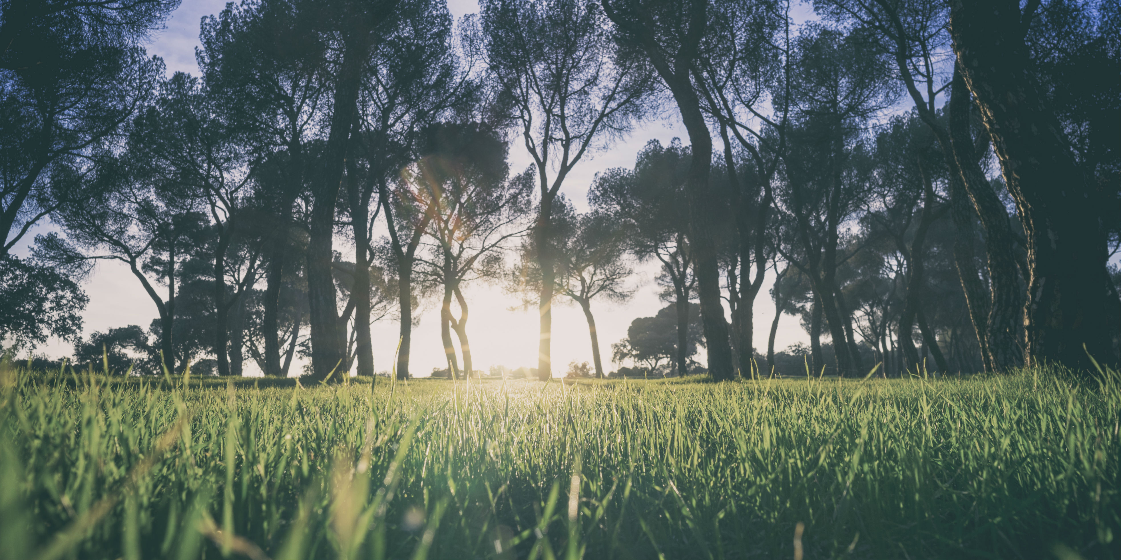 Park and trees - credit pexels BANNER