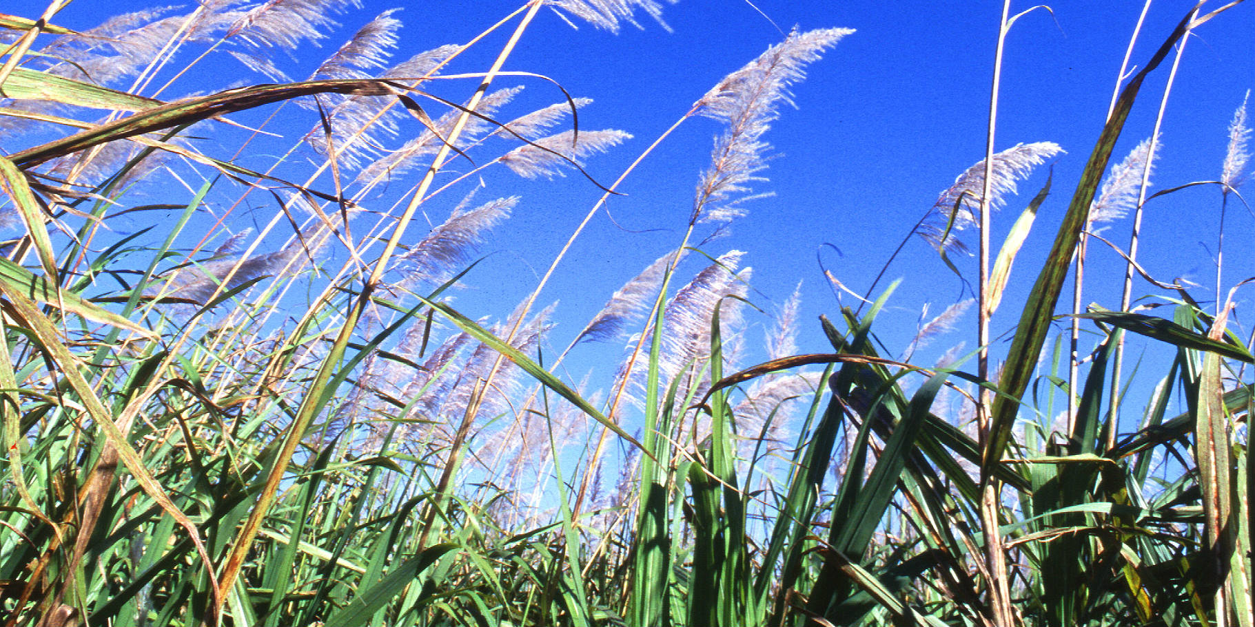 Sugar cane - wikipedia