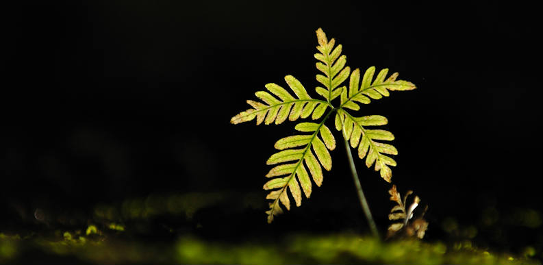 Kalyan Varma - new life fern seedling - banner