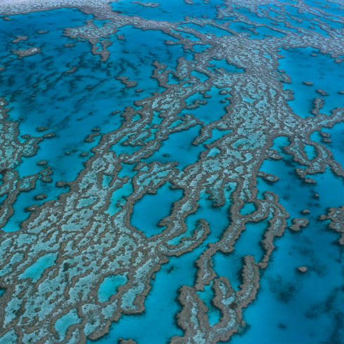 WWF - barrier reef - square
