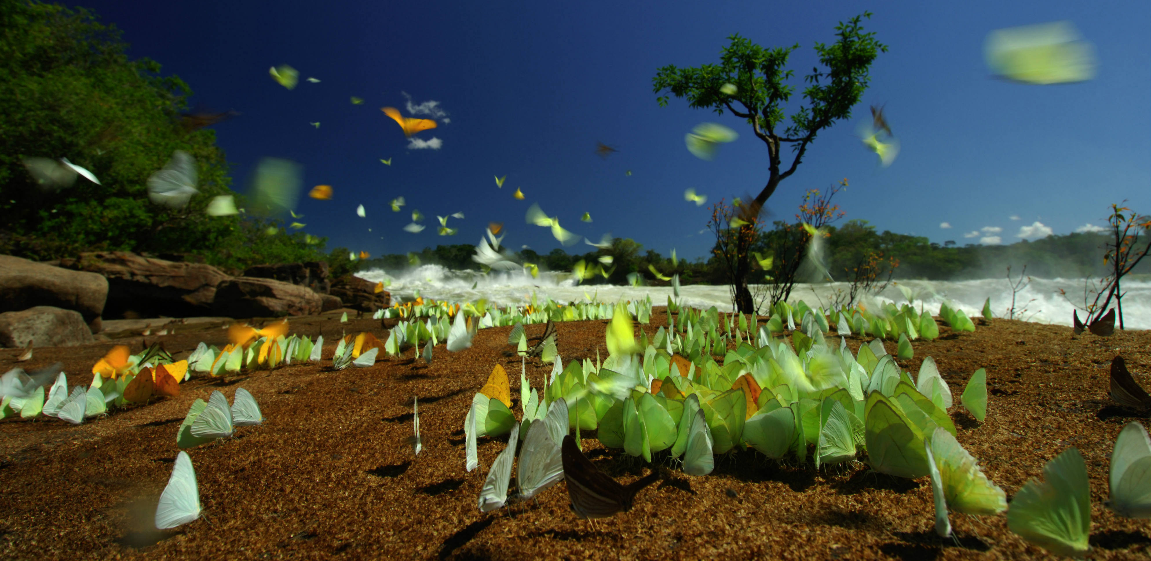 WWF - green butterflies - high res - carousel