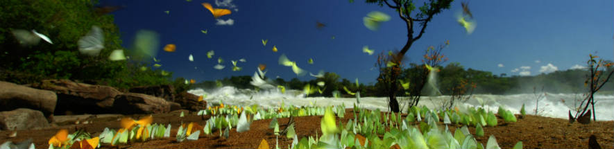 WWF - green butterflies - banner - wider