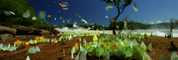 WWF - green butterflies - thin carousel