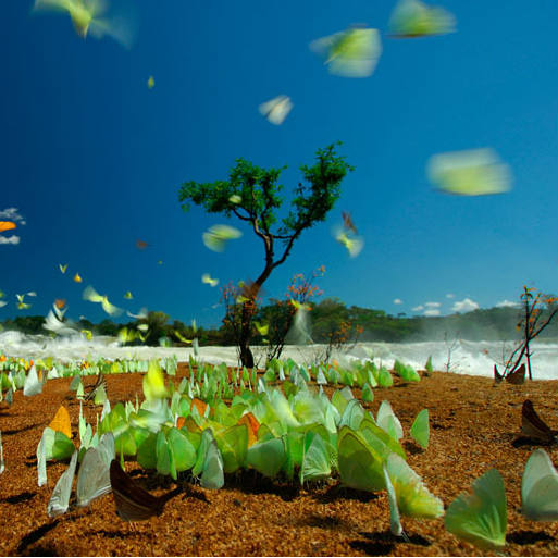WWF - green butterflies - sqaure