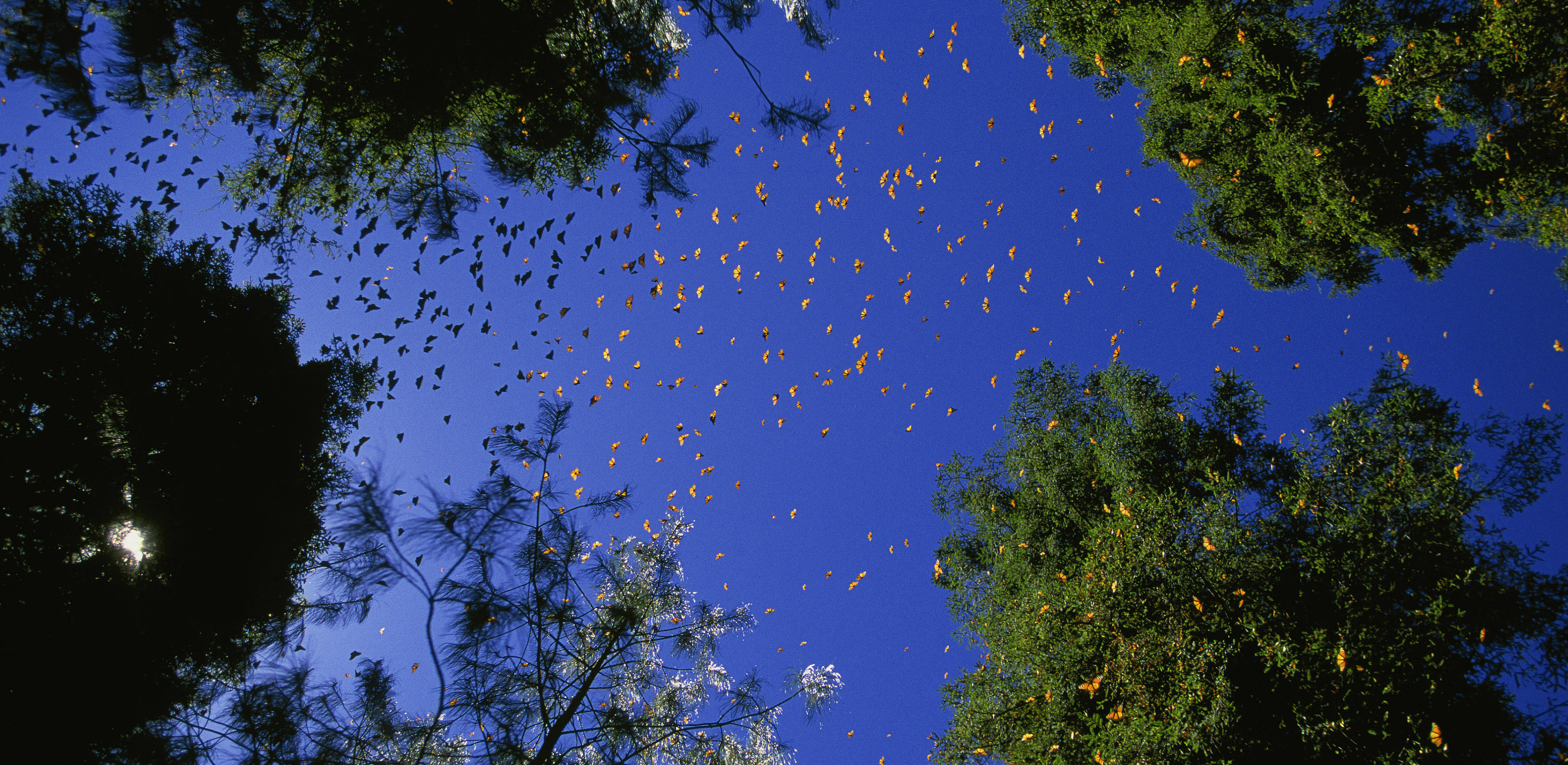 WWF - monarch butterflies - high res - carousel