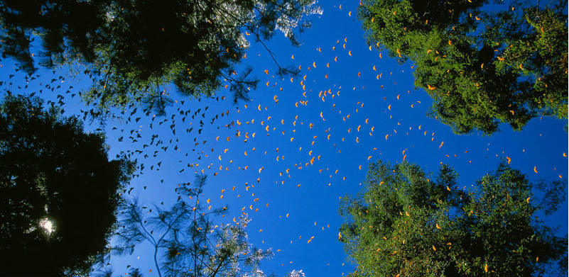 WWF - monarch butterflies - carousel