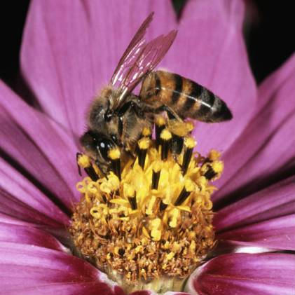 WWF - bee on a flower - square