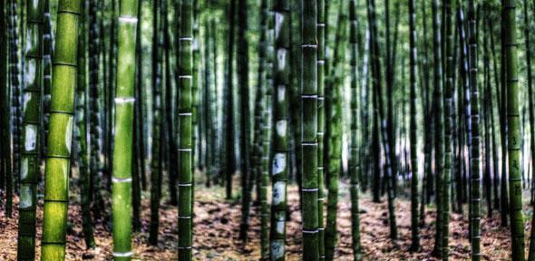 Bamboo - Jakob Montrasio