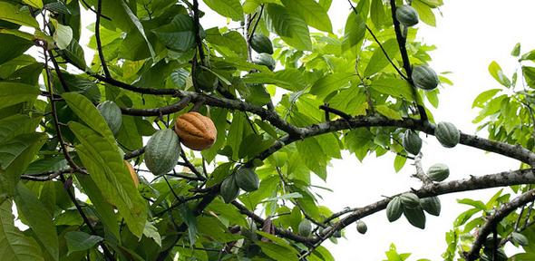 Cacao fruits: Dennis Tang