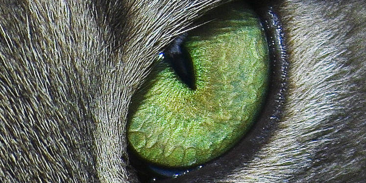 Cats eye - banner