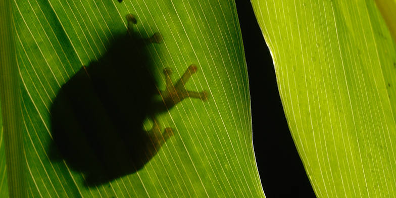 Frog on a leaf - Kalyan Varma - BANNER