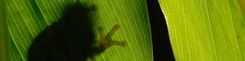 Frog on a leaf - Kalyan Varma - NARROW BANNER