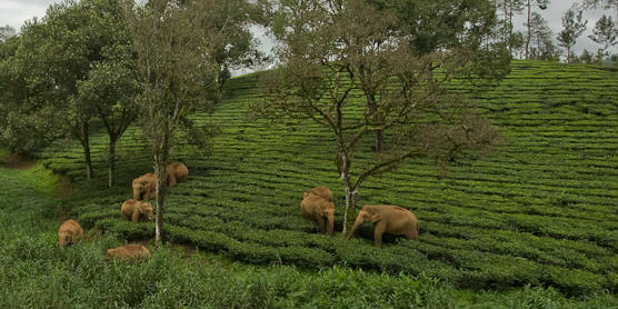 Kalyan Varma - elephants and tea i BANNER