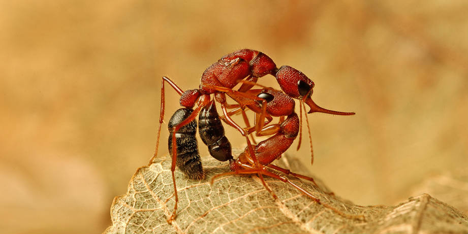 Kalyan Varma - fighting - ants - BANNER