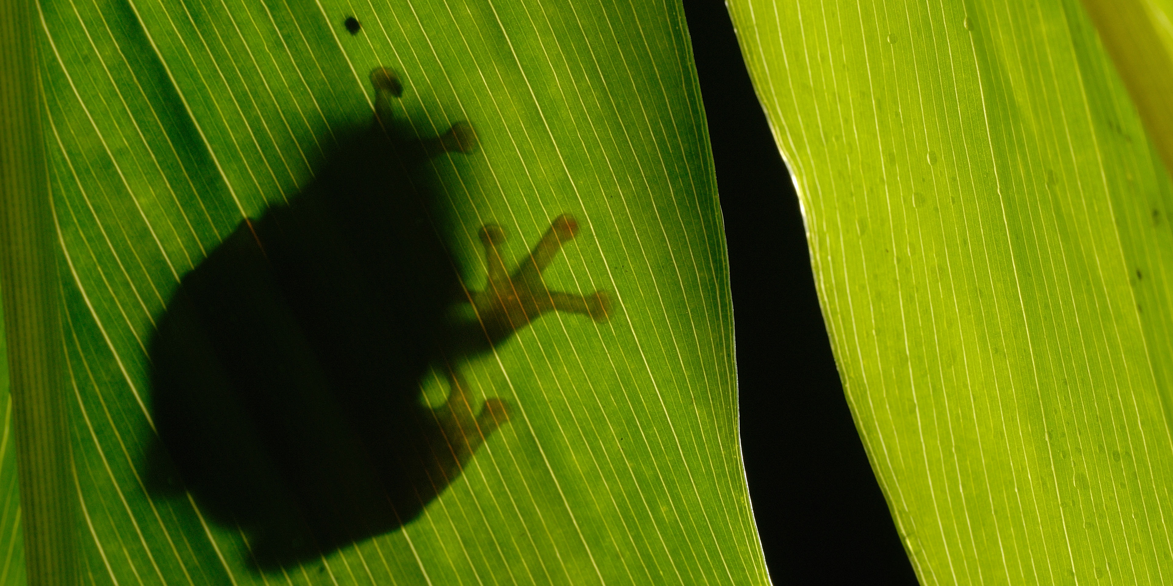 Kalyan Varma - Frog in a monsoon - BANNER