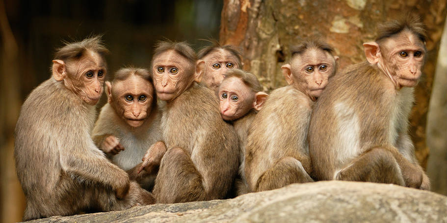 Kalyan Varma - macaques - BANNER