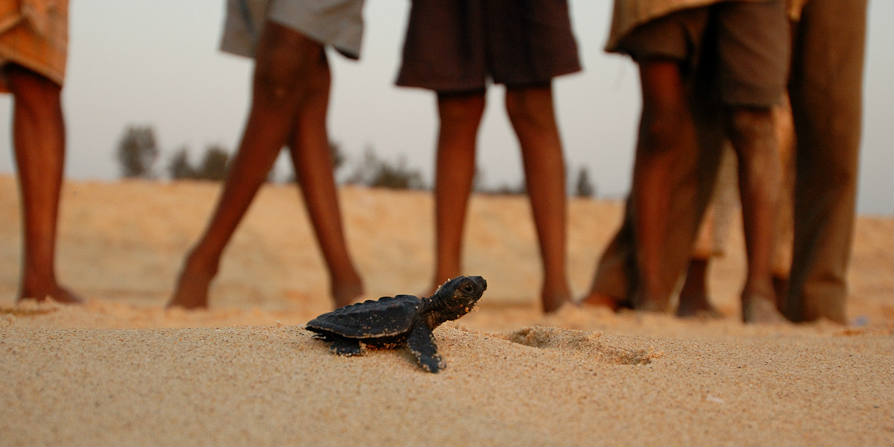 Kalyan Varma - turtle on a beach - BANNER