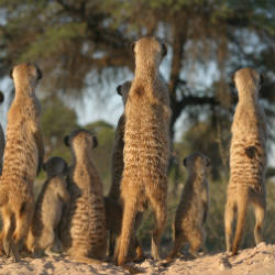 Meerkats - square