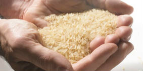Rice - food security - time wheeler - BANNER