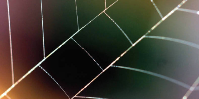 Spider's web - banner